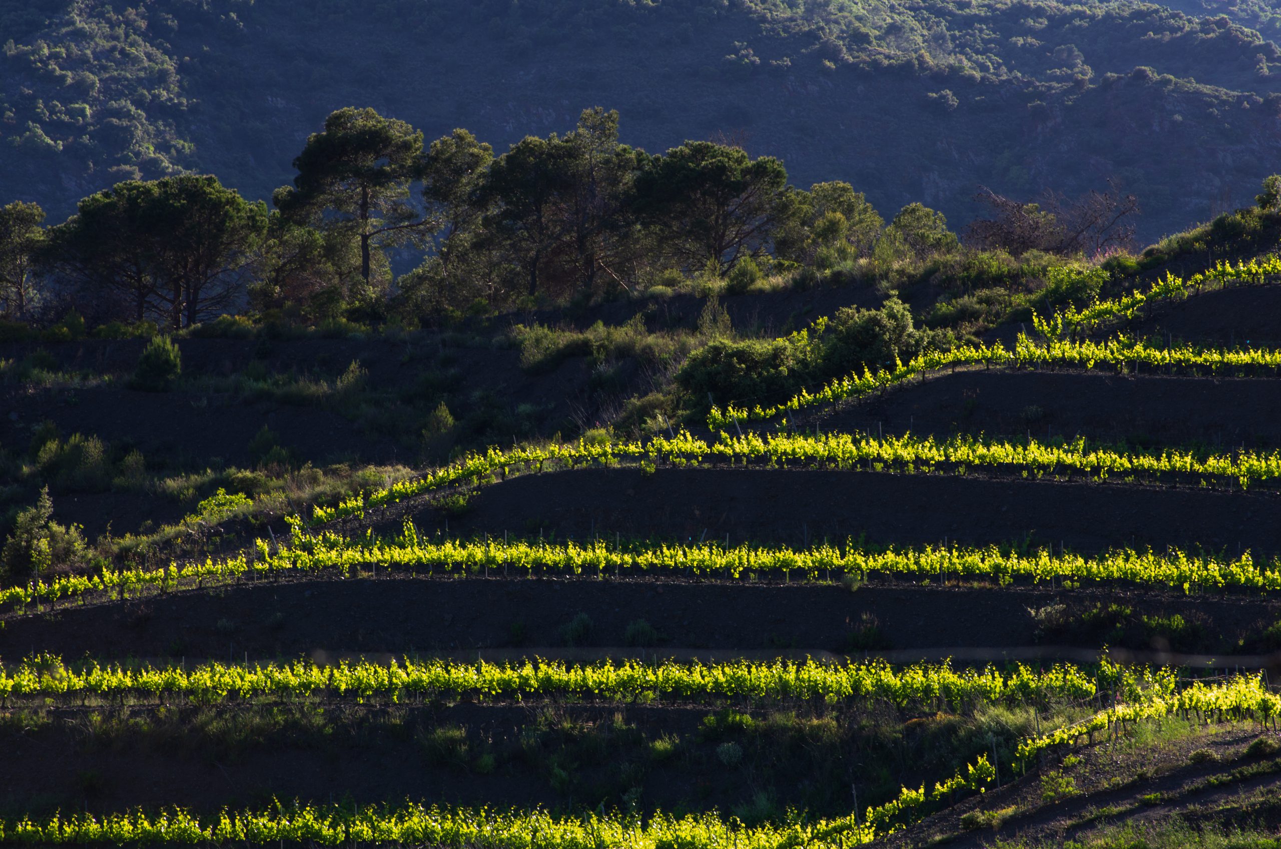Priorat